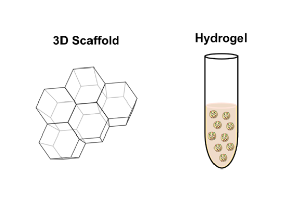 3D Transfection Reagents